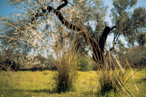 Hypnothérapeute Grasse